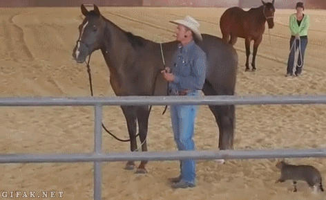 Crazy+Cat+Attacks+an+Unsuspecting+Horse.gif