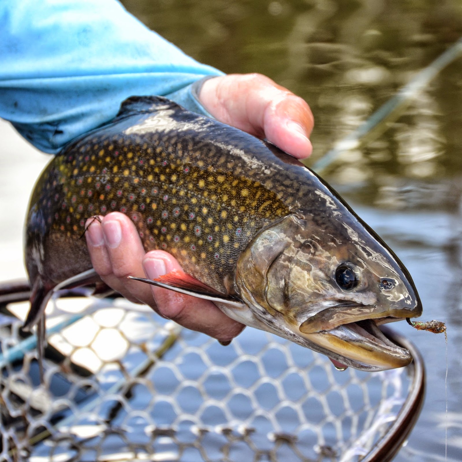 Belly Flop Balanced Damsel Fly Fly Fish Food Fly Tying and Fly Fishing