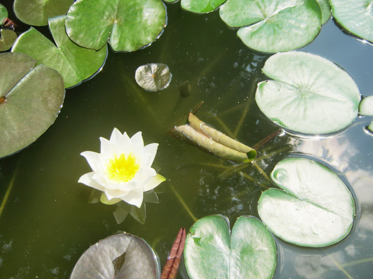 "Laura Strawn" water lily