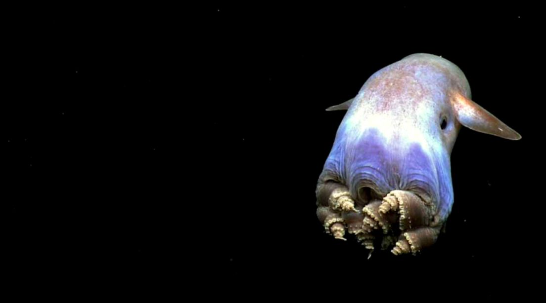 Deep Sea Creature Wallpapers Wallpapers Box
