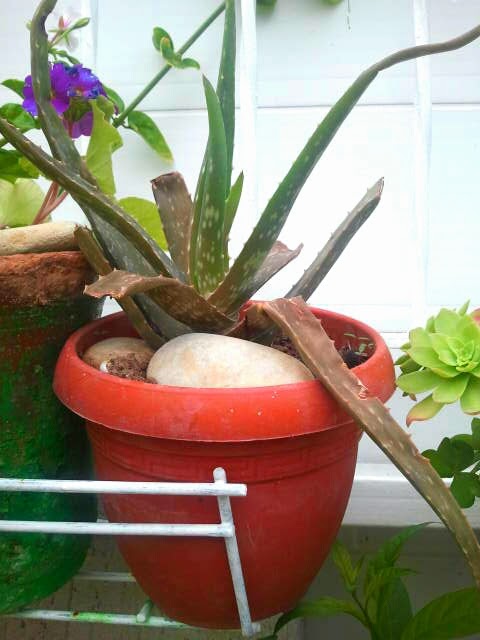 Sukulent,Sedum,Kaktüs&hellip;