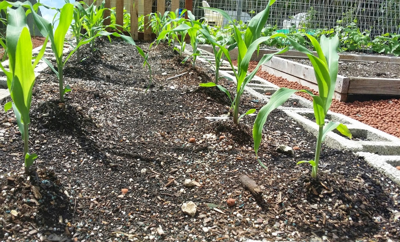 Converting My New Home to a Green Edible Oasis Planting