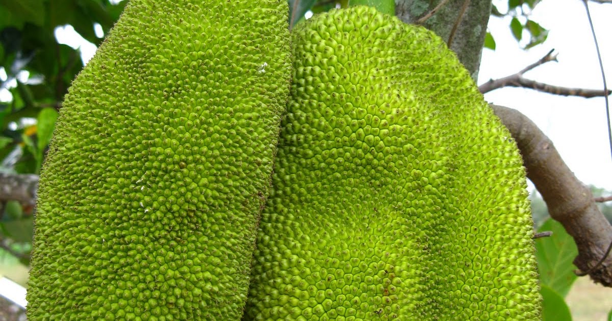 Jackfruit Disease