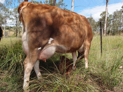 eight acres: Raw milk in Australia - the facts without the media hype