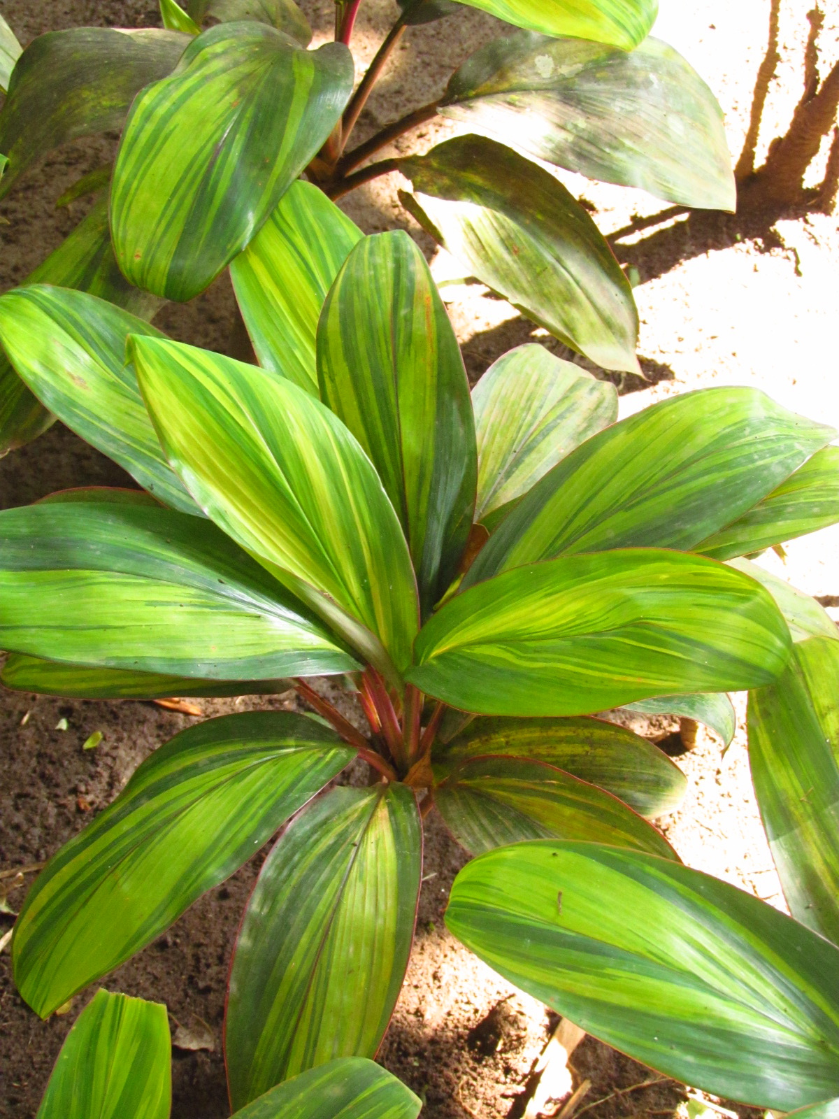 1784 The Ti Plant Has Fruits!