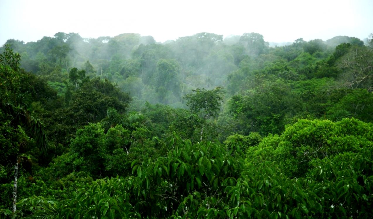 What is the average rainfall in the Amazon rainforest What is the average rainfall in the Amazon rainforest