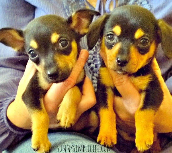raising puppies simple raising puppies raising puppies simple raising puppies