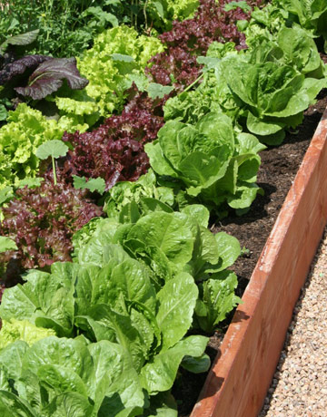 Beauty Garden Wallpapers