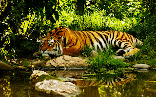 Tiger Resting near River Jungle Forest HD Wallpaper