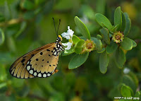 Kupu-kupu | Butterflies