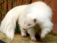 Zorrino Albino