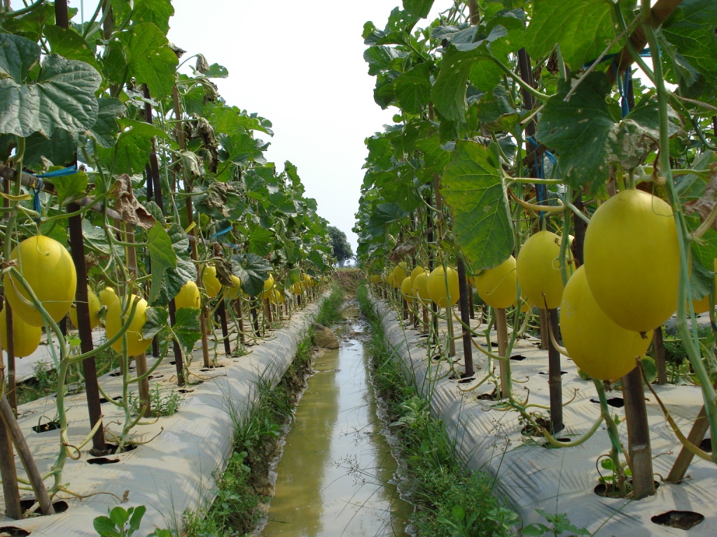 Cara menanam melon Cara Budidaya Melon