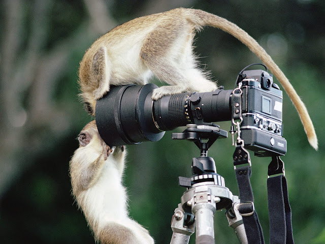 صور أكثر من رائعة من عالم الحيوان!!!! Monkey+Business