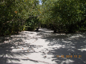 View of the dense preserved forest at North coast of Omadhoo Island.