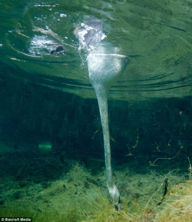 The animal zone Why swans have long necks... Photographer shows it can