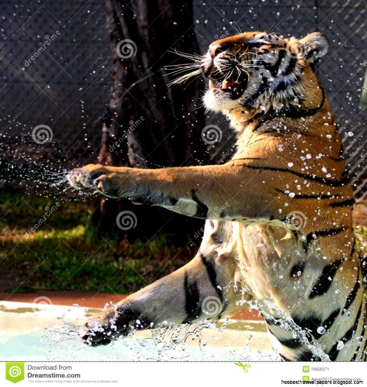 Bengal Tiger Playing in Pool Bengal Tiger Playing in Pool