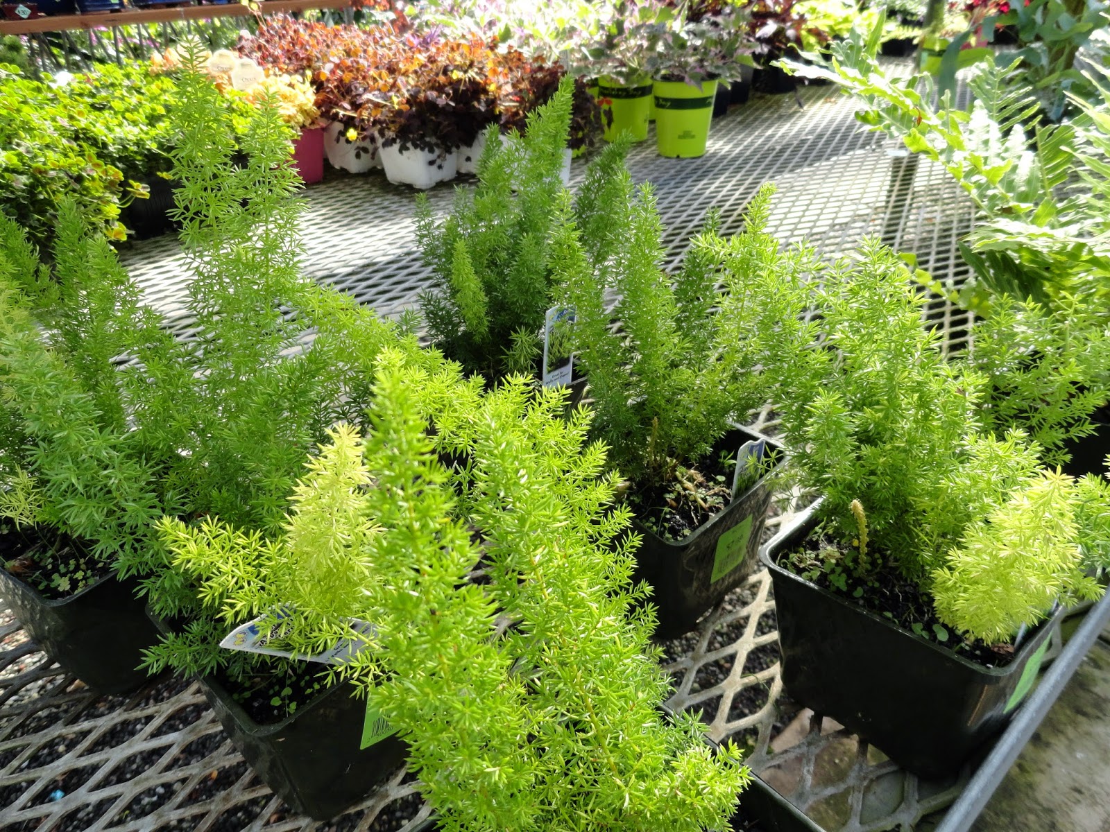 danger garden East Bay Nursery