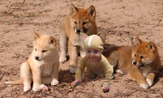 dingo ate my baby, evil angels, cry in the dark, australian dingo movie, baby, raised by wolves