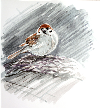 dead animal drawings