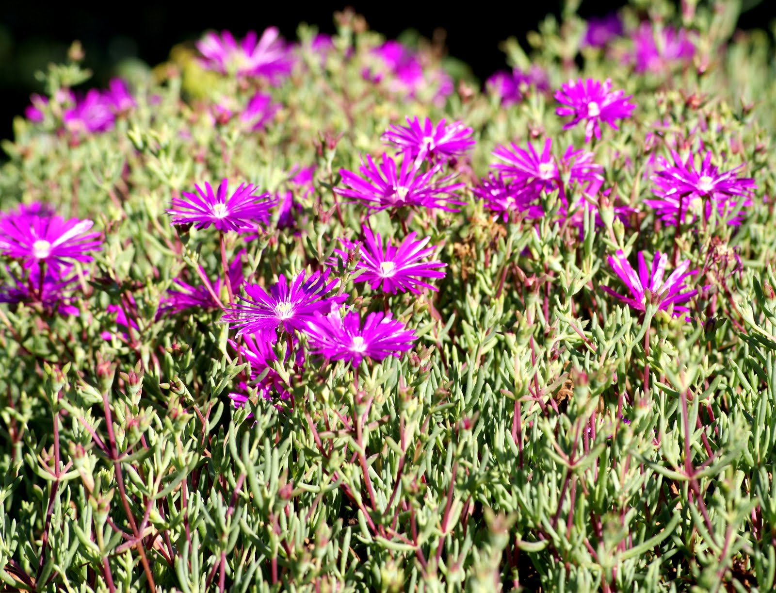 A photo, A thought&hellip;&hellip;&hellip;&hellip; Plant Bed of hardy ice