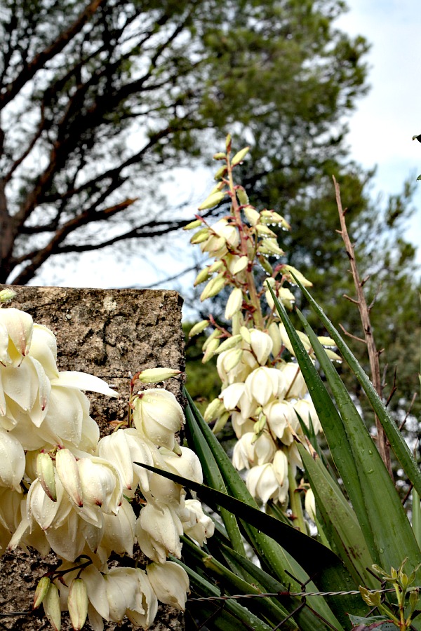 comment cuire yucca