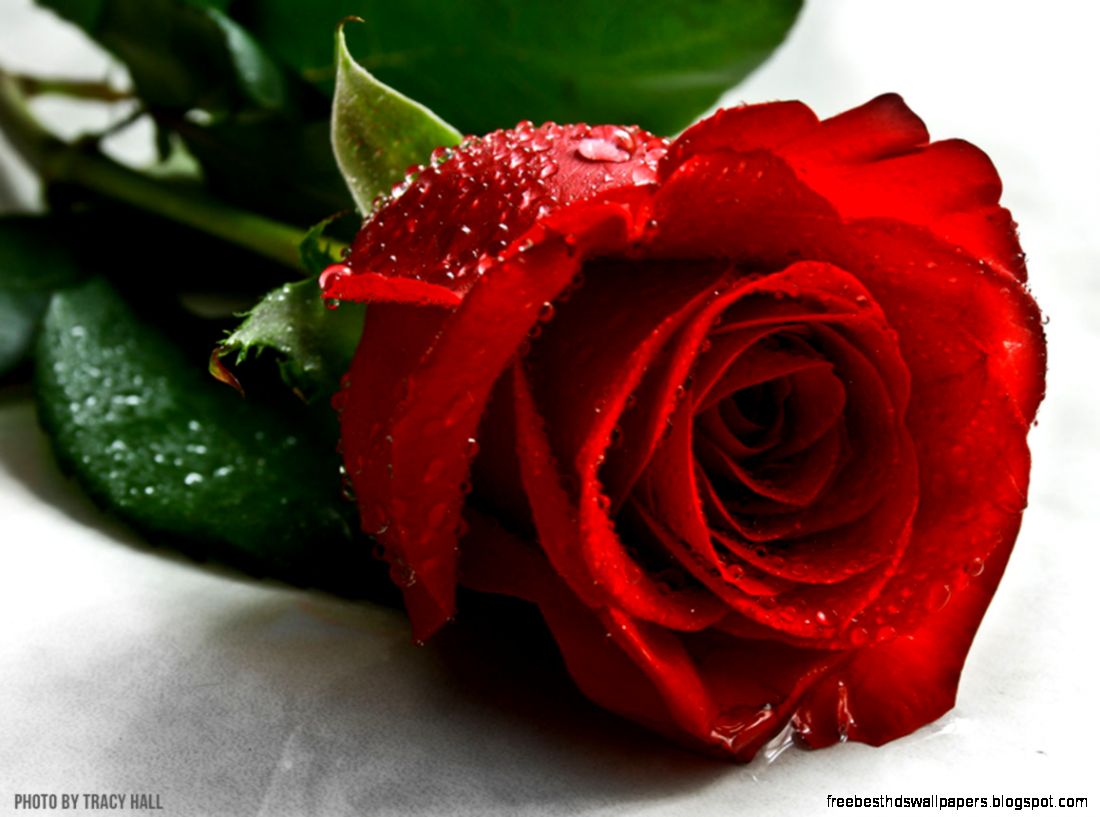 Flower of the Week Red Rose Flower of the Week Red Rose