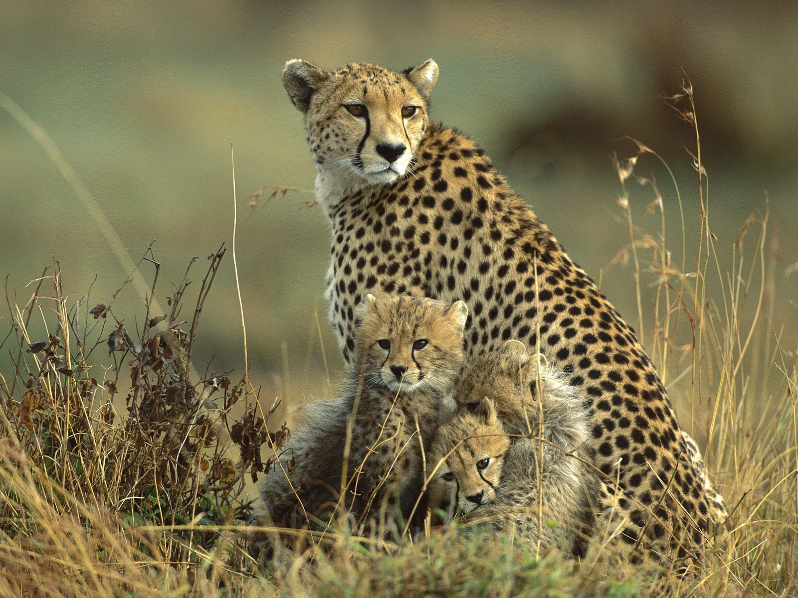 Cheetah | Fun Animals Wiki, Videos, Pictures, Stories