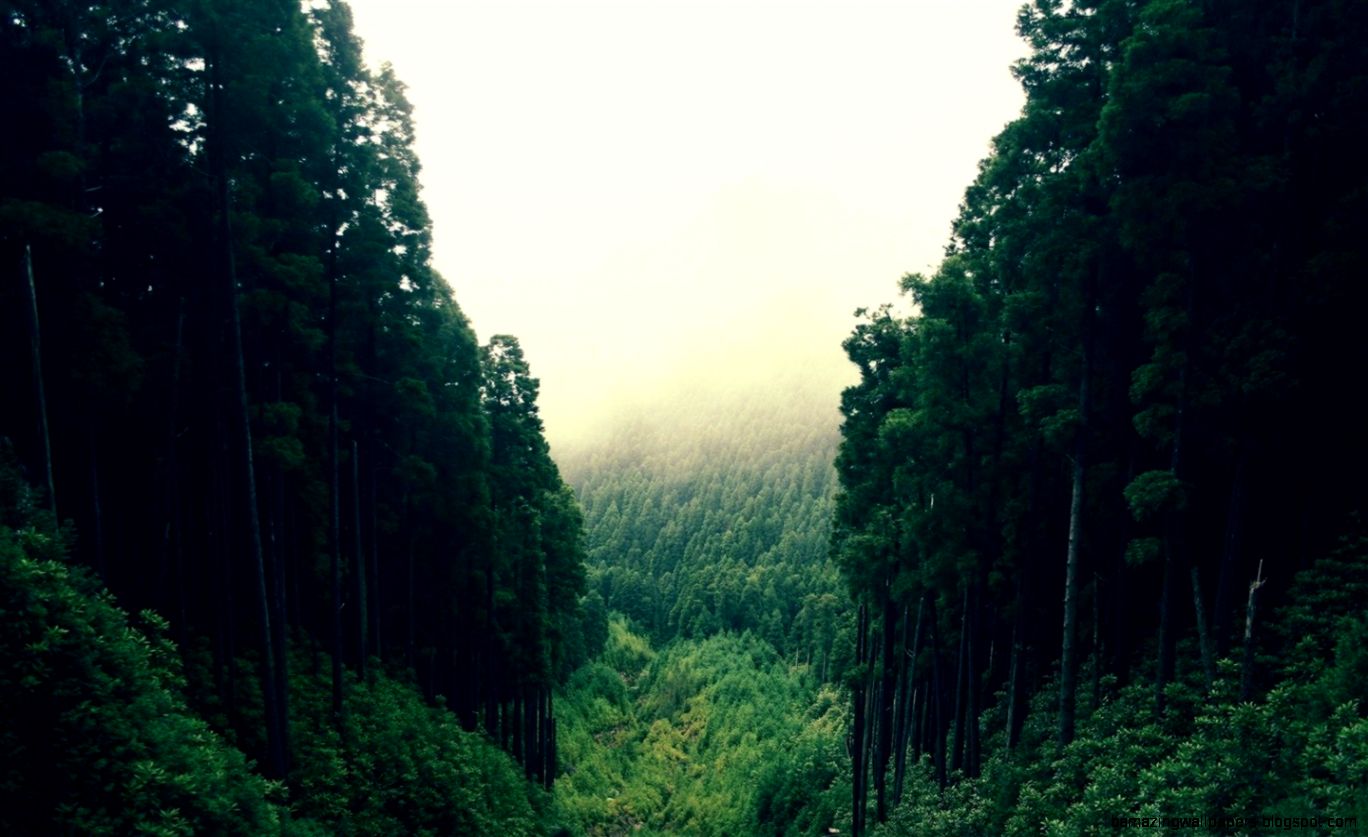 mountain forest tumblr hdwallpapera mountain forest tumblr hdwallpapera