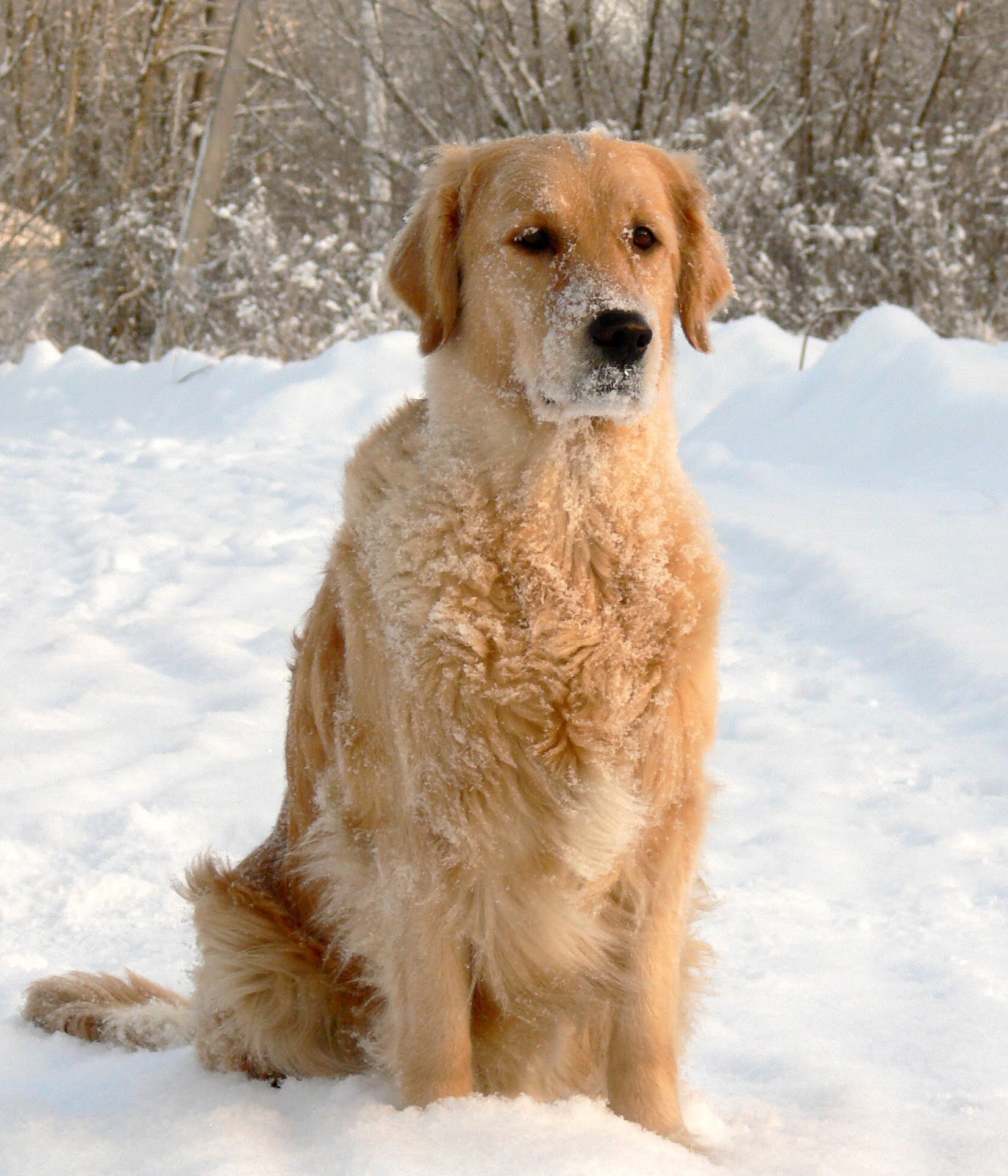 golden retriever puppies ks собаки золотистый ретривер golden retriever puppies ks собаки золотистый ретривер