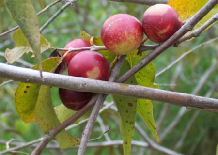camu health berry benefits cuba relished fruits jam