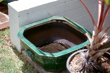 Container Water Gardens | Hawaii Horticulture