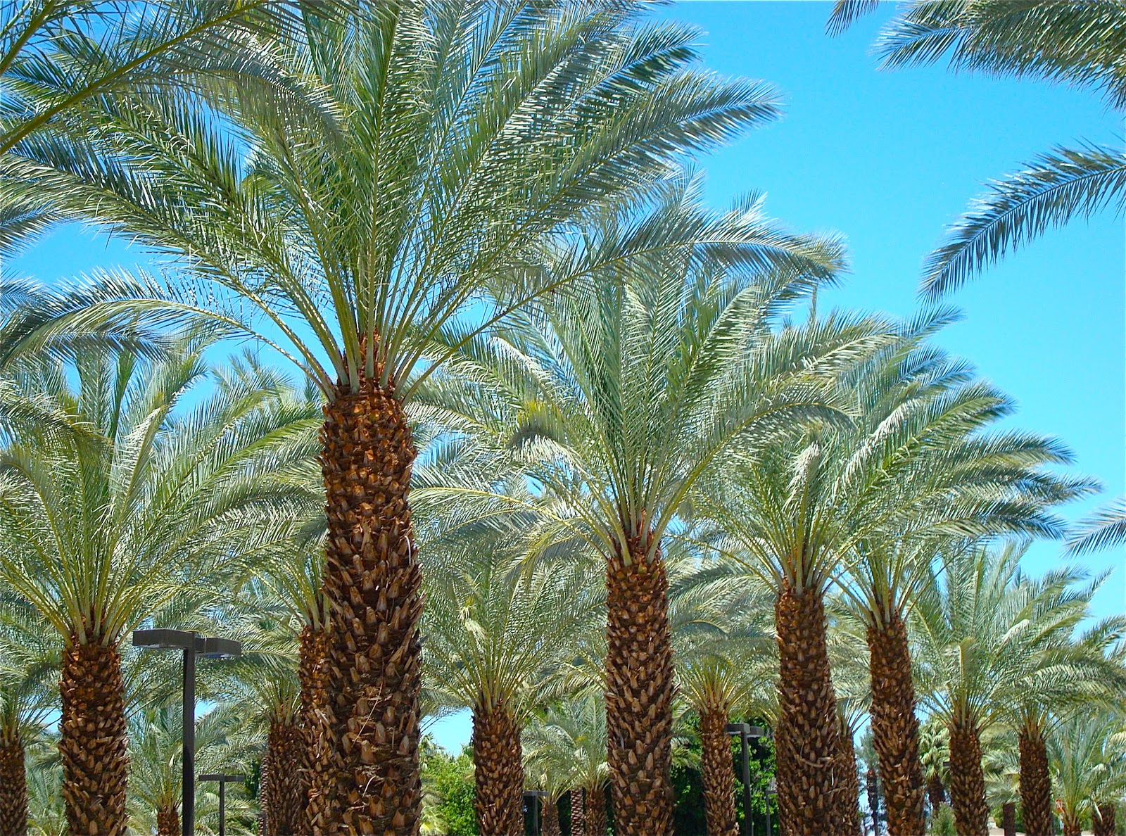 Davos Palm trees in Palm Springs