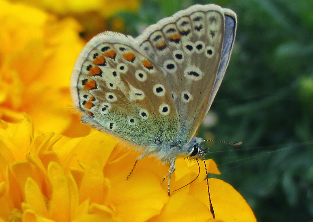 Common Blue butterfly