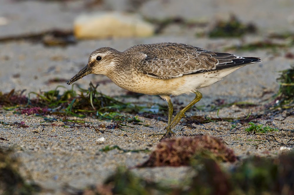 Correlimos gordo, Calidris canutus, Red Knot Correlimos gordo, Calidris canutus, Red Knot