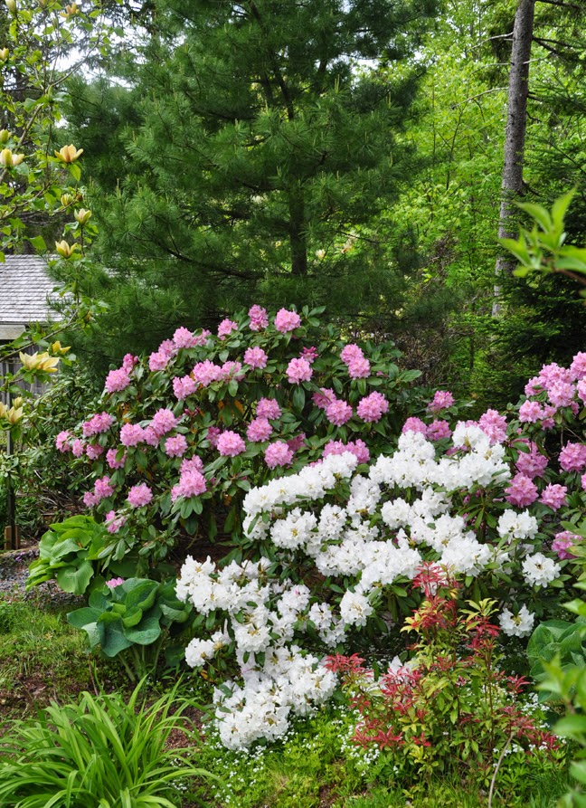 Three Dogs in a Garden Azaleas and Rhododendrons