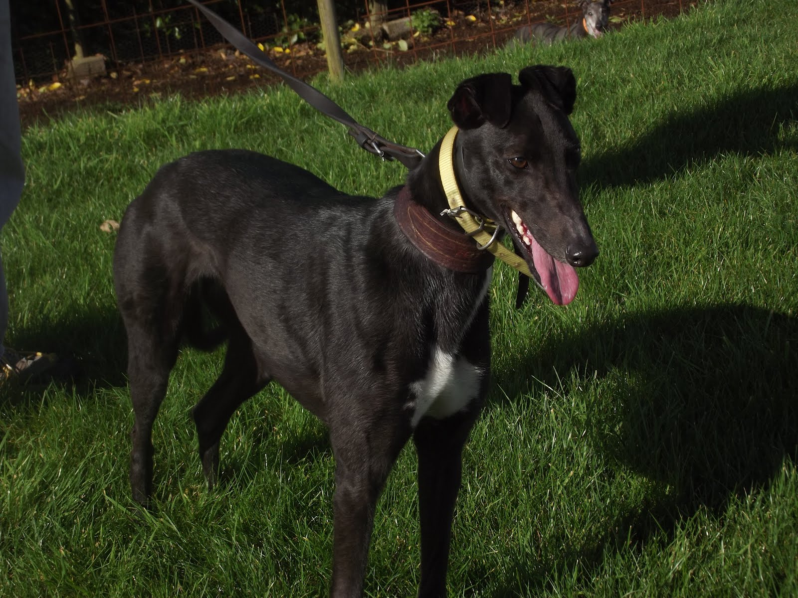 Richard Newell's Greyhounds Ballymac Swift