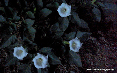 wild flowers in jungle