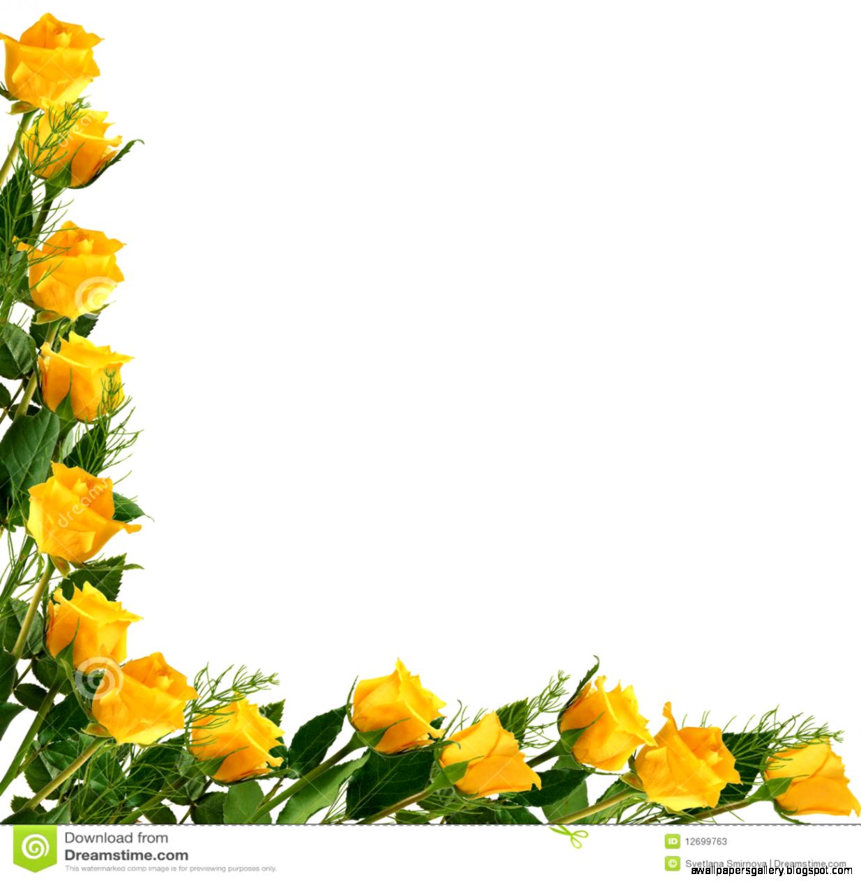 Yellow Rose White Background Stock Photos Images Pictures Yellow Rose White Background Stock Photos Images Pictures
