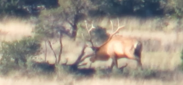 Unit+9+Arizona+Elk+Hunt+Photos+Bryan+Otts+with+Colburn+and+Scott+Outfitters+12.jpg