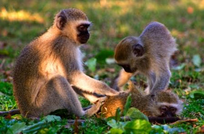 Vervet-Monkey-Kruger-Park