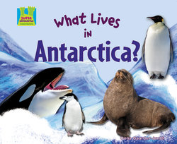 What kind of animals live in Antarctica?