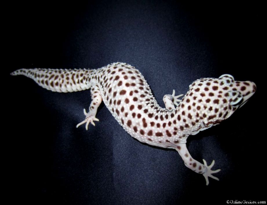 Mack Super Snow Leopard Gecko. 
