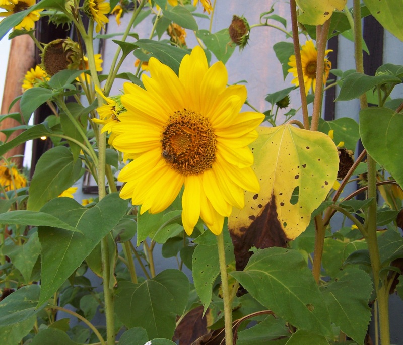 Sunflowers Photo