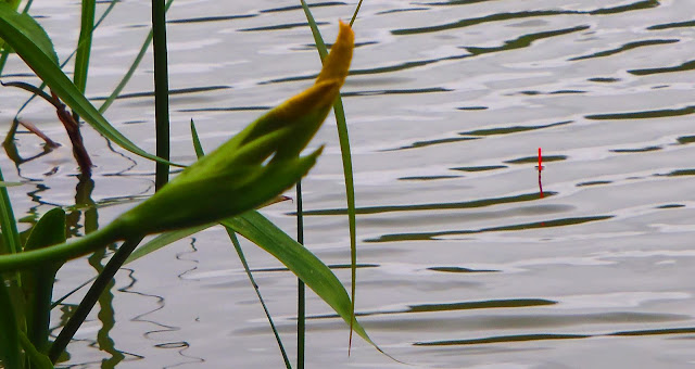 margin fishing for crucian carp