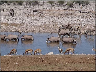 Etosha-National-Park-Namibia-Animals-at-water-Hole-500x375.jpg
