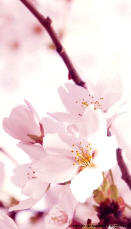 Nature Sunshine Bright Flower Bunch iPhone 6 plus wallpaper Nature Sunshine Bright Flower Bunch iPhone 6 plus wallpaper