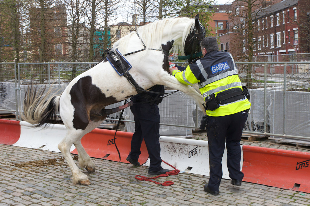 Animals I Admire: Horny horse and weirdos