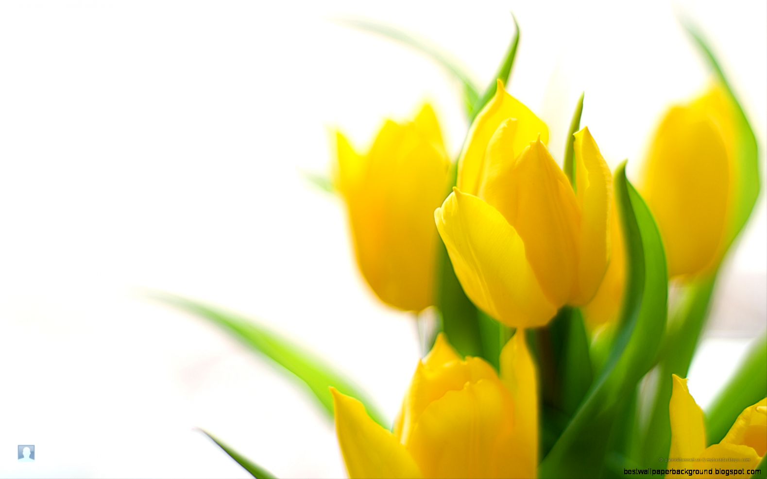 Free Desktop Spring Flowers Free Desktop Spring Flowers