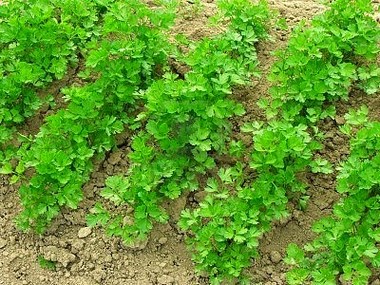 Comprare un albero dinteresse per una potenzialità in una farmacia