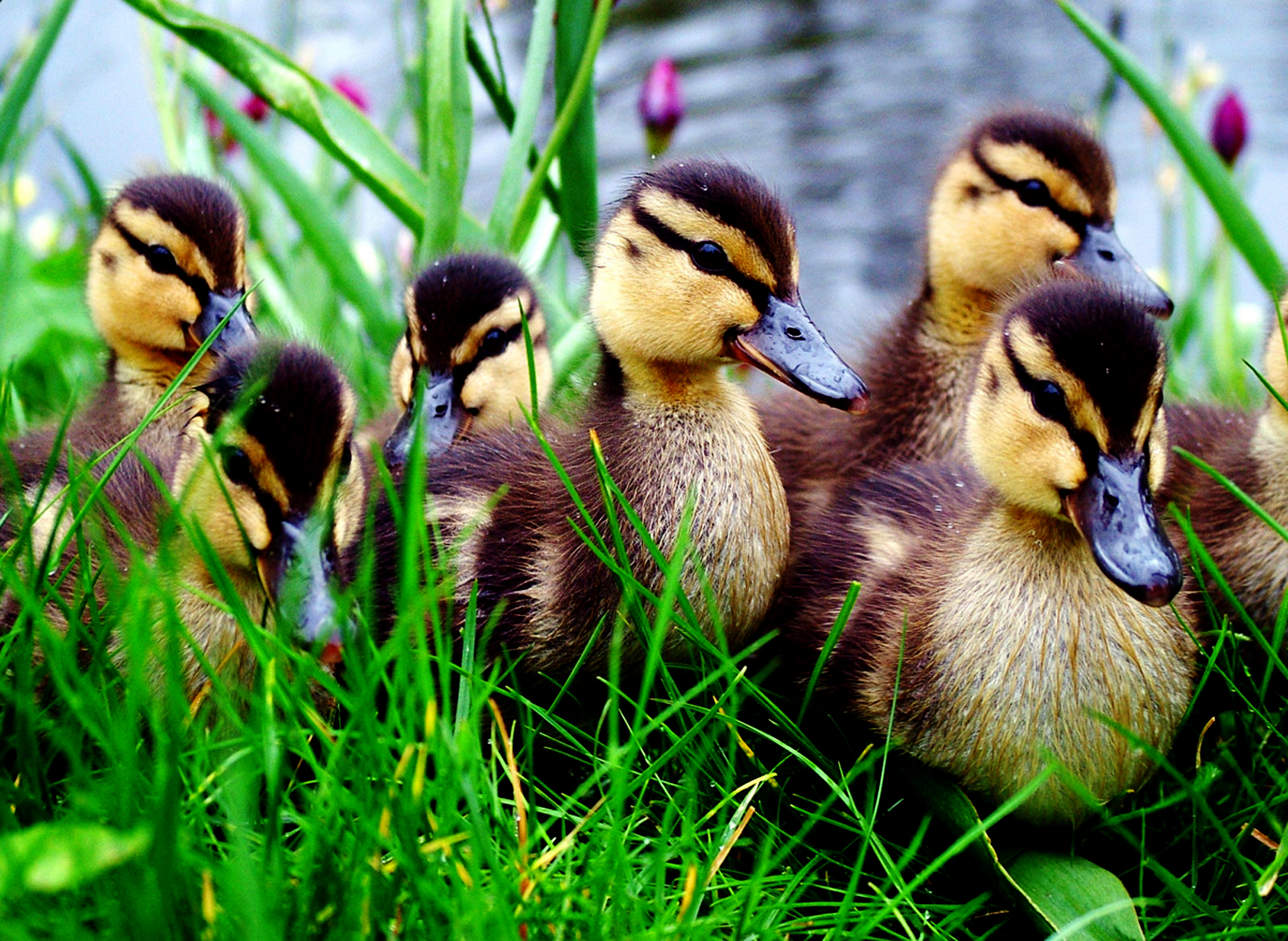 http://3.bp.blogspot.com/-vVte11jVZAI/TrAesJFgnLI/AAAAAAAAEIg/nGsKOIh3fhA/s1600/Cute_Little_Ducks_HD_Wallpaper_%252BVvallpaper.Net.jpg